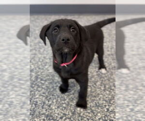 Aussiedor Dogs for adoption in Bemidji, MN, USA