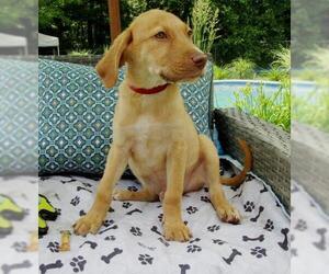 Golden Labrador Dogs for adoption in Grovertown, IN, USA
