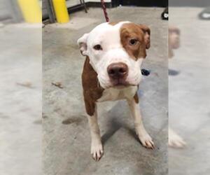 American Pit Bull Terrier Dogs for adoption in Temple, TX, USA