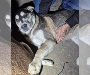 Siberian Husky-Unknown Mix Dogs for adoption in San Antonio, TX, USA