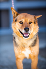 German Shepherd Dog-Unknown Mix Dogs for adoption in El Cajon, CA, USA