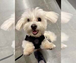 Havamalt Dogs for adoption in Lee's Summit, MO, USA