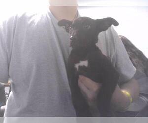 American Staffordshire Terrier-German Shepherd Dog Mix Dogs for adoption in Tallahassee, FL, USA