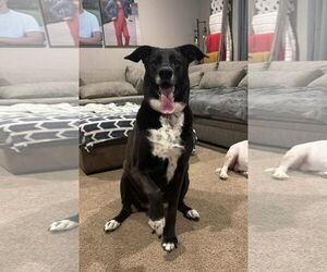 Labrador Retriever-Unknown Mix Dogs for adoption in New London, WI, USA