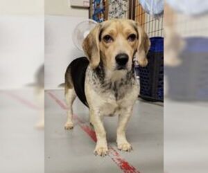 Beagle Dogs for adoption in Anchorage, AK, USA