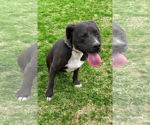 American Pit Bull Terrier-Labrador Retriever Mix Dogs for adoption in Rustburg, VA, USA