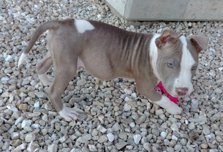 American Pit Bull Terrier Dogs for adoption in Monticello, IA, USA
