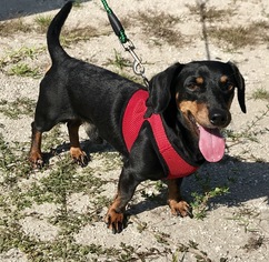 Medium Photo #1 Dachshund Puppy For Sale in Fort Pierce, FL, USA
