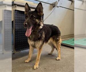 German Shepherd Dog Dogs for adoption in Camarillo, CA, USA