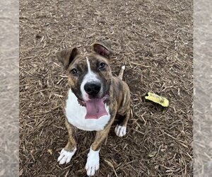 Small Bullboxer Pit