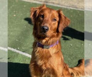 Golden Retriever Dogs for adoption in San Diego, CA, USA