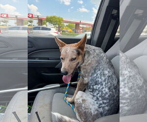 Mutt Dogs for adoption in Rowlett, TX, USA