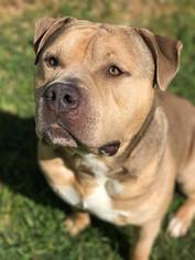 Bullypit Dogs for adoption in Sacramento, CA, USA