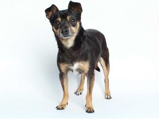 Chipin Dogs for adoption in Burbank, CA, USA