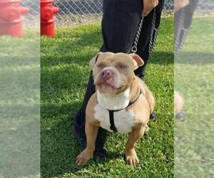American Pit Bull Terrier Dogs for adoption in Sebring, FL, USA