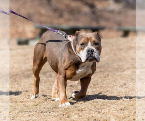 Bulldog-Unknown Mix Dogs for adoption in Hillsboro, NH, USA