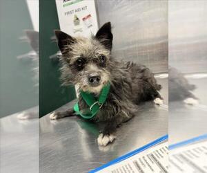 Mutt Dogs for adoption in Woodland, CA, USA