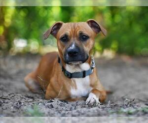 Boxer-Unknown Mix Dogs for adoption in Tavares, FL, USA
