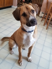 Mutt Dogs for adoption in Middletown, NY, USA