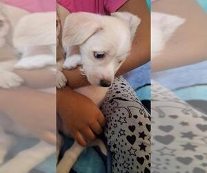 Dachshund-Unknown Mix Dogs for adoption in San Antonio, TX, USA