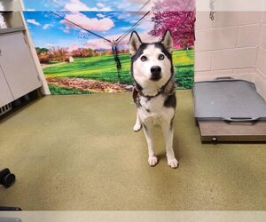 Siberian Husky-Unknown Mix Dogs for adoption in Moreno Valley, CA, USA