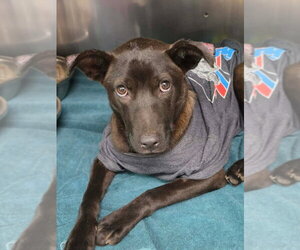 Labrador Retriever Dogs for adoption in Brewster, NY, USA