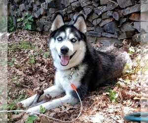 Siberian Husky Dogs for adoption in Hewitt, NJ, USA