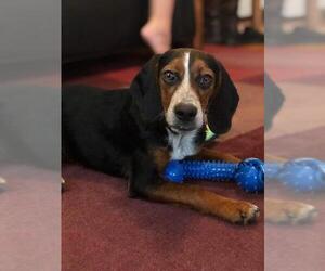 Beagle Dogs for adoption in Stephens City, VA, USA