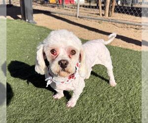 Maltese-Unknown Mix Dogs for adoption in HESPERIA, CA, USA