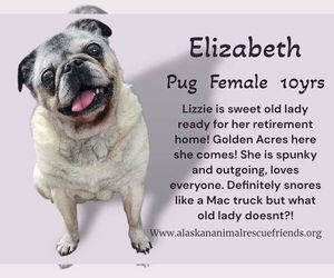 Pug-Unknown Mix Dogs for adoption in Anchorage, AK, USA