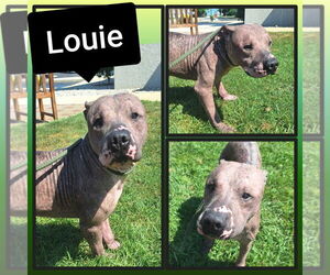 American Staffordshire Terrier Dogs for adoption in Pierceton , IN, USA