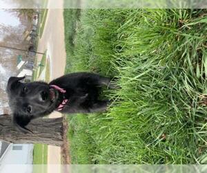 German Shepherd Dog Dogs for adoption in Cedar Rapids, IA, USA