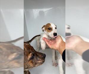Mutt Dogs for adoption in Houston, TX, USA