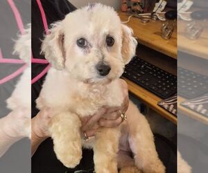 Bichon Frise-Unknown Mix Dogs for adoption in Carrollton, TX, USA