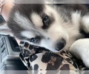 Siberian Husky Dogs for adoption in Pawtucket, RI, USA