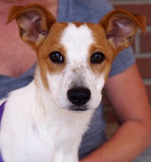 Jack Russell Terrier Dogs for adoption in Carrollton, TX, USA