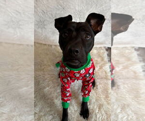 American Pit Bull Terrier-Unknown Mix Dogs for adoption in Germantown, OH, USA
