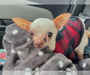 Chihuahua Dogs for adoption in Columbus, IN, USA