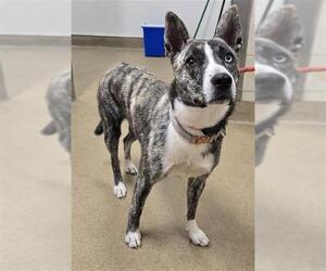 Mutt Dogs for adoption in Santa Maria, CA, USA