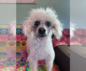 Poodle (Miniature) Dogs for adoption in Pacolet, SC, USA