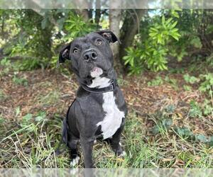 American Pit Bull Terrier Dogs for adoption in McKinleyville, CA, USA