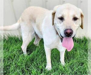 Labrador Retriever Dogs for adoption in Ogden, UT, USA