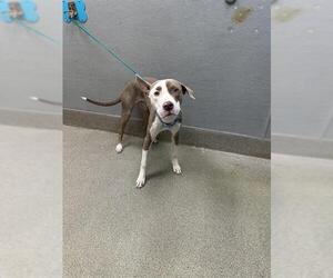 American Pit Bull Terrier-Unknown Mix Dogs for adoption in Las Vegas, NV, USA
