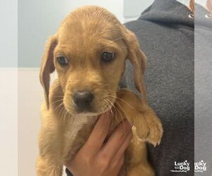 Labrador Retriever-Unknown Mix Dogs for adoption in Washington, DC, USA