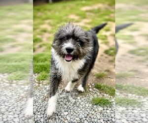 Mutt Dogs for adoption in Thomasville, NC, USA