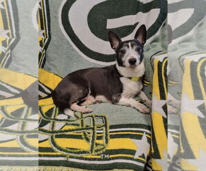 Pembroke Welsh Corgi Dogs for adoption in St. Louis Park, MN, USA