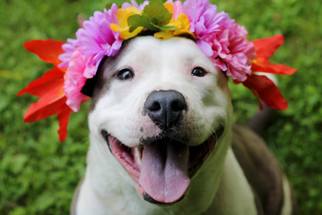 American Bulldog-Unknown Mix Dogs for adoption in Tyrone, PA, USA