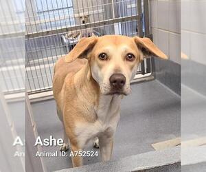 Labrador Retriever-Unknown Mix Dogs for adoption in San Antonio, TX, USA