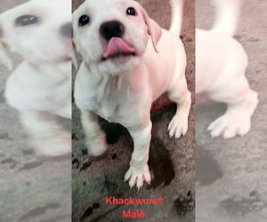 Mutt Dogs for adoption in Evansville, IN, USA