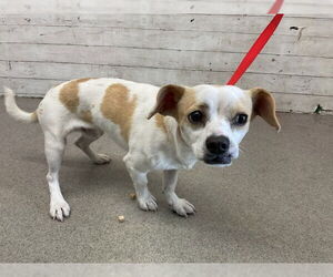 Chihuahua-Unknown Mix Dogs for adoption in San Bernardino, CA, USA